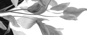 Принт керамогранита Fiore Di Luna производителя Arklam (Испания), белый цвет